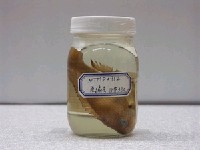 藏品(喬丹氏細鱗雀)的圖片